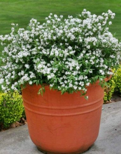 Maiblumenstrauch Nikko