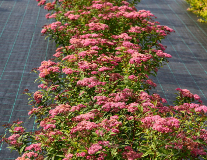 Sommerspiere Zigeunerblut