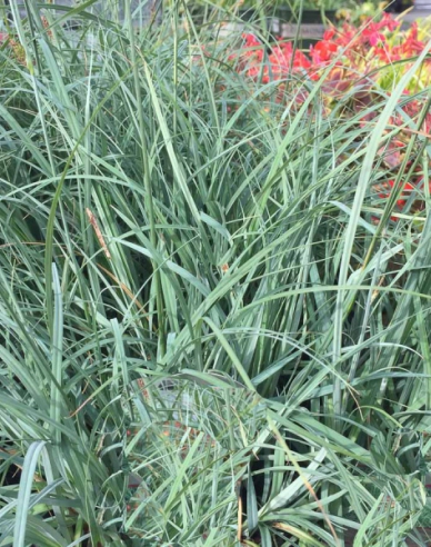 Segge Blue Zinger 1,5L