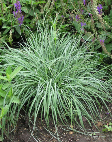 Segge Blue Zinger 1,5L