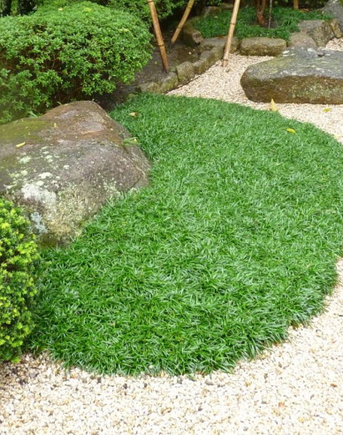 Schlangenbart  Minor