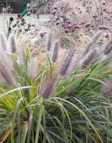 Lampenputzergras Moudry 1,5L