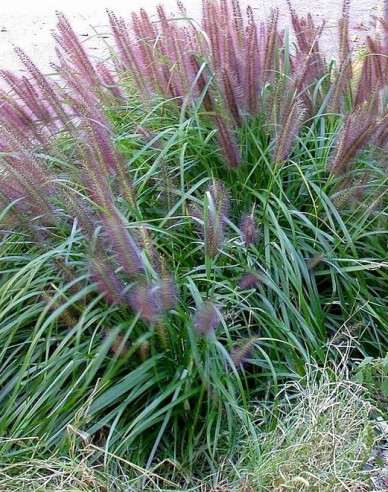 Lampenputzergras Moudry 1,5L