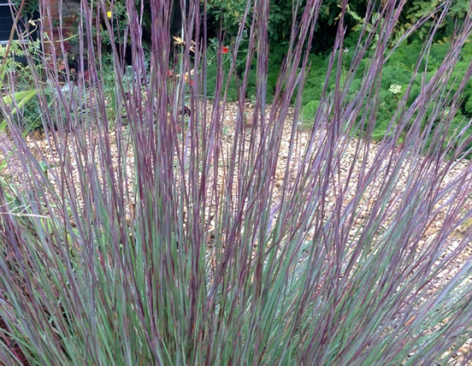 Kleines Präriegras Prairie Blues 1L
