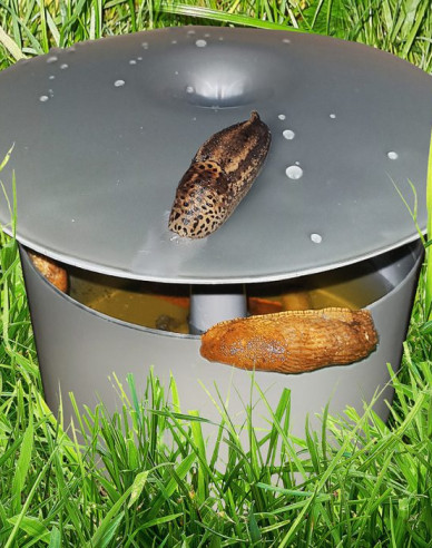 Schneckenfalle