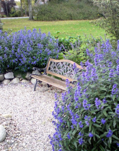 Bartblume "HEAVENLY BLUE" 9x9