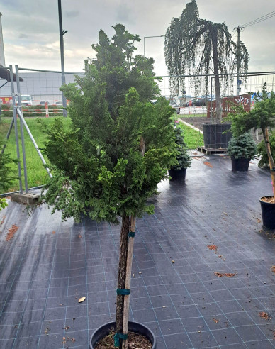 Muschelzypresse Nana Gracilis  Stämmchen