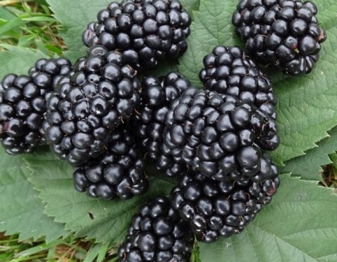 Brombeere Lochnes