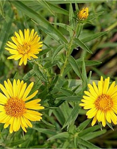 Inula ensifolia - Gelb