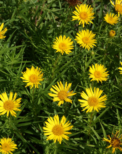 Inula ensifolia - Gelb