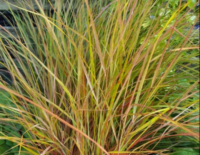 Federgras