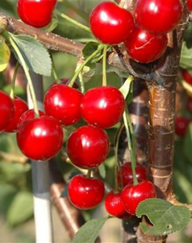 Säulen-Sauerkirsche Jachim, auf Prunus Mahaleb, Cont. 5l