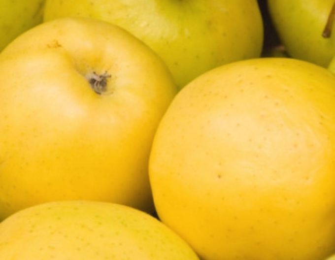 Apfelbaum Golden Delicious auf M9, Cont. 5l