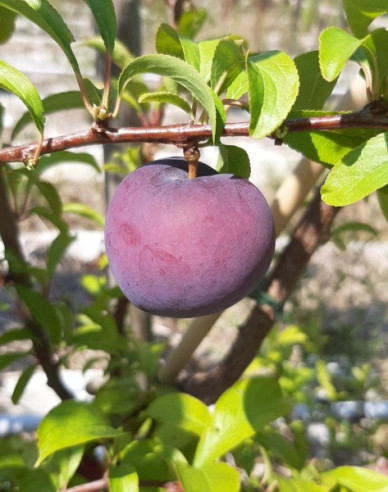 Japanische Pflaume Friar, auf Myrobalane, Cont.5l