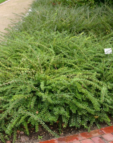 Immergrüne Heckenkirsche 9x9