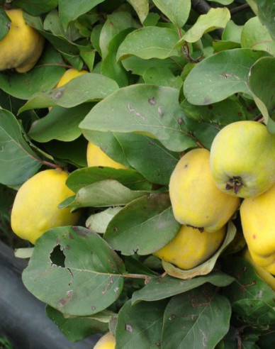 Apfelquitte auf Quitte, Cont. 5l