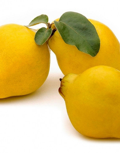 Quitte Vranja, auf Quitte, Cont. 5l