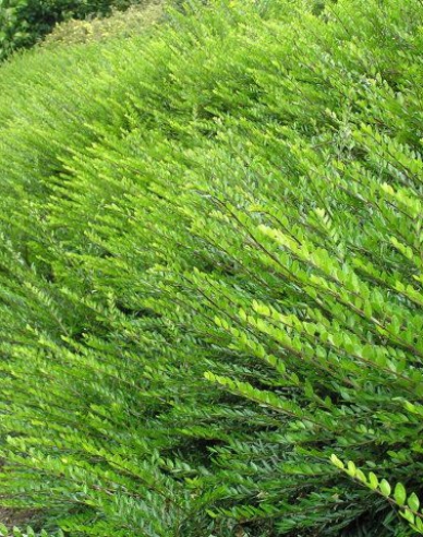 Immergrüne Heckenkirsche 9x9