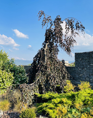 Buche "Lila Fontaine"