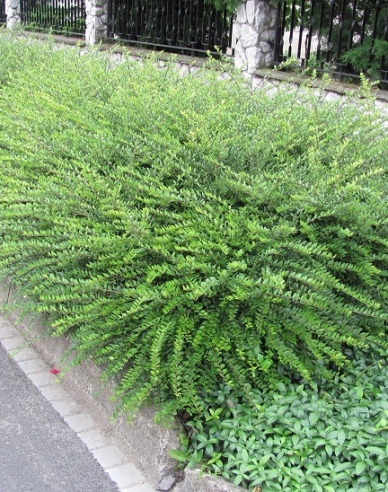 Immergrüne Heckenkirsche 9x9