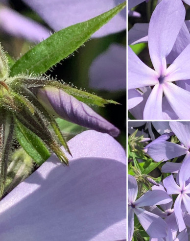 Flammenblume Clouds of Perfume