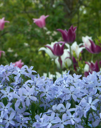 Flammenblume Clouds of Perfume