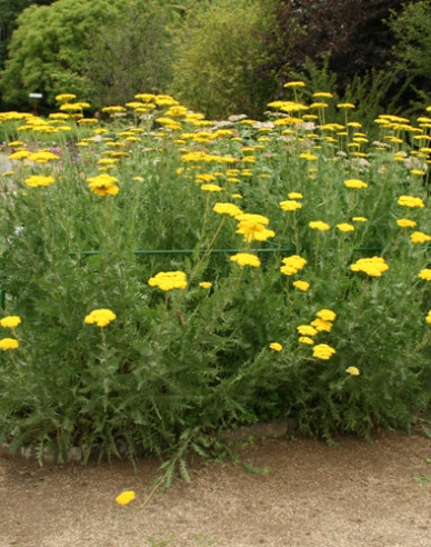 Goldgarbe Variety´s Parkery