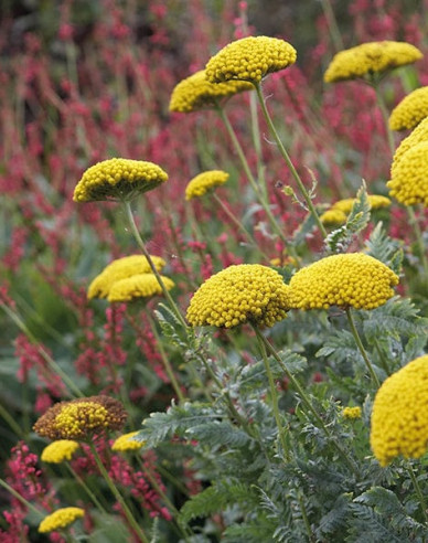 Goldgarbe Variety´s Parkery