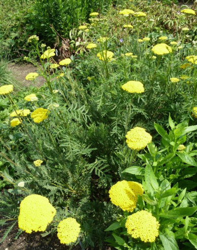 Goldgarbe Variety´s Parkery