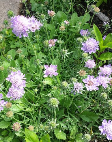 Skabiose Pink Diamonds