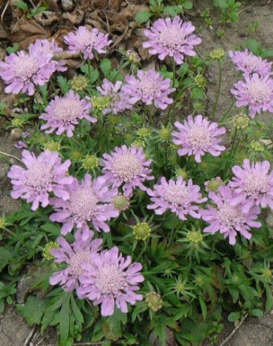 Skabiose Pink Diamonds