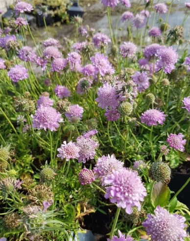 Skabiose Pink Diamonds