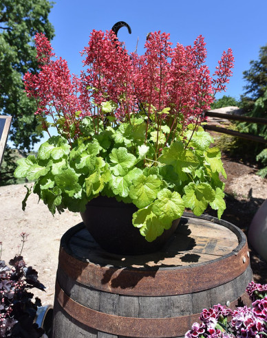 Purpurglöckchen Little Cutie Sweet Tart