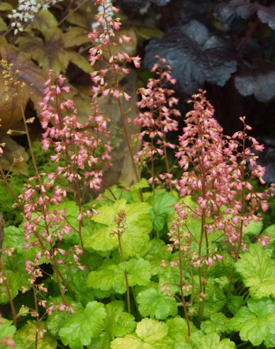 Purpurglöckchen Little Cutie Sweet Tart