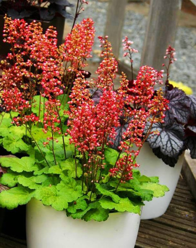 Purpurglöckchen Little Cutie Sweet Tart