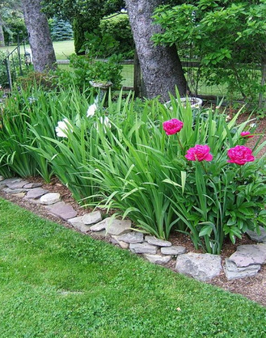 Halbstrauchige Pfingstrose Karl Rosenfield