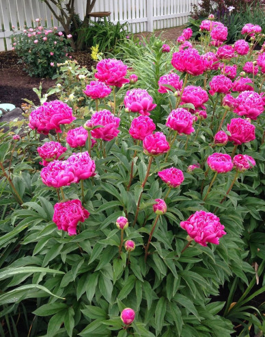 Halbstrauchige Pfingstrose Karl Rosenfield