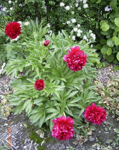 Halbstrauchige Pfingstrose Karl Rosenfield