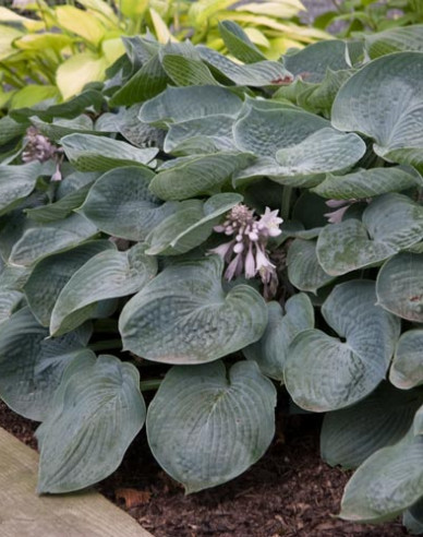 Funkie Bressingham Blau