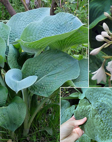 Funkie Bressingham Blau