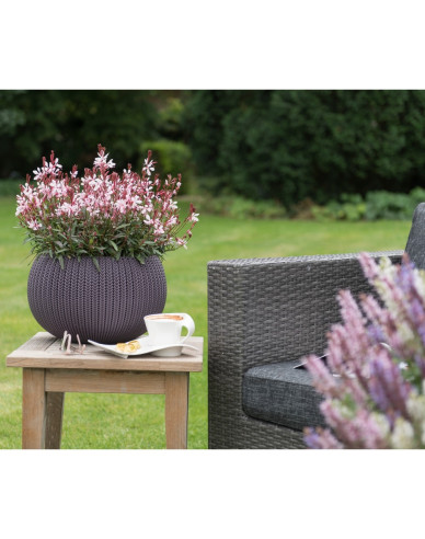 Gaura Gracefull Pink