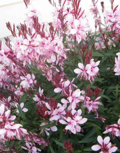 Gaura Gracefull Pink