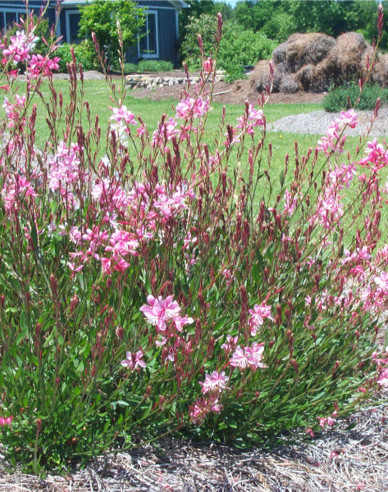 Gaura Gracefull Pink