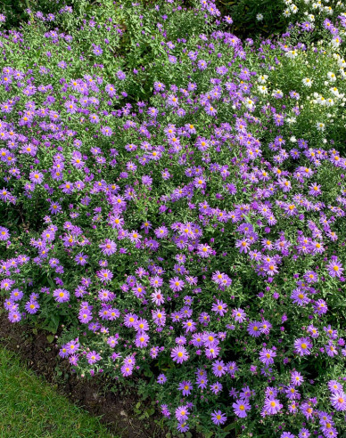 Aster Prof. Anton Kippenberg