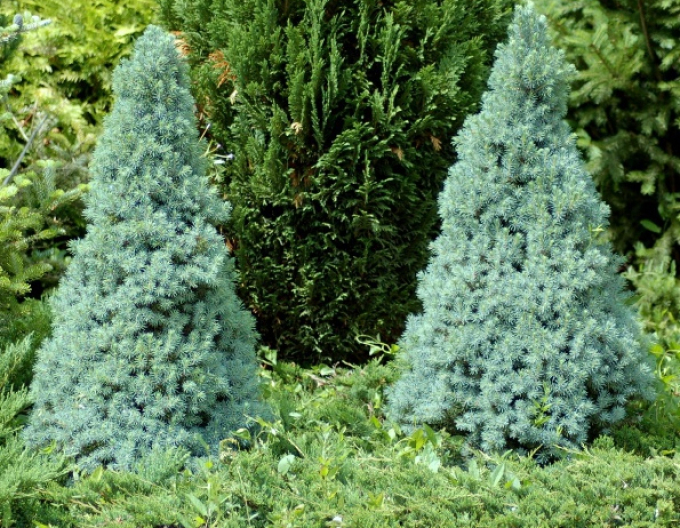 Weißfichte Sanderss Blue
