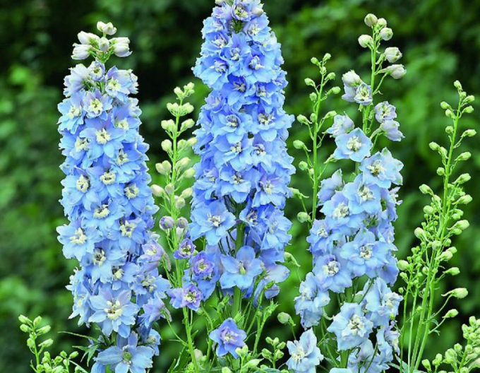 Rittersporn Light Blue White Bee