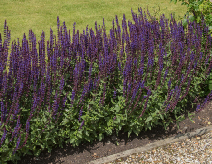 Salbei Synchro Blue