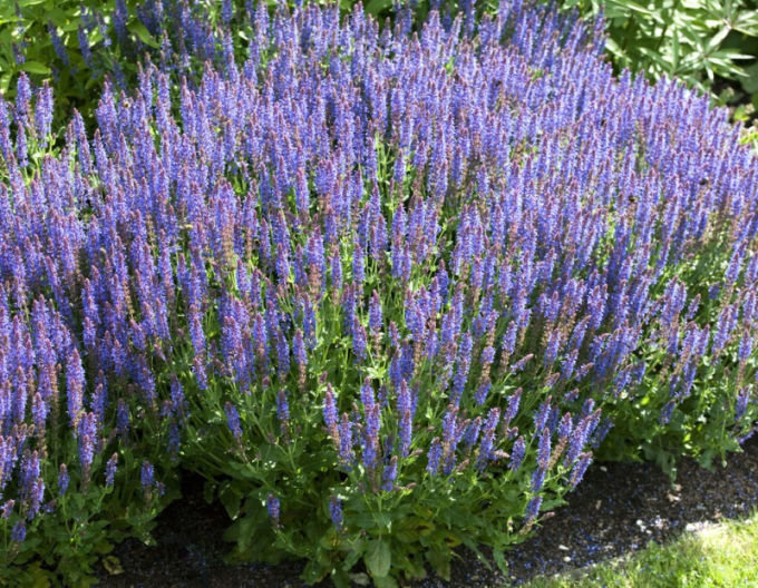 Salbei Synchro Blue