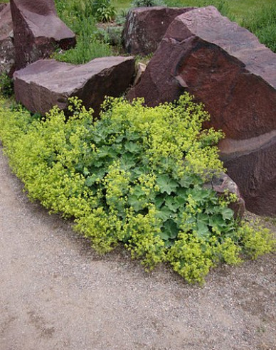 Alchemilla mollis Irish Silk