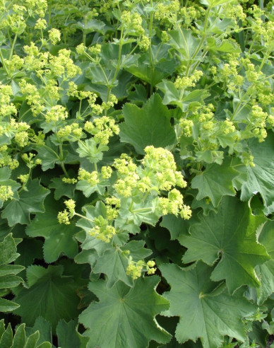 Alchemilla mollis Irish Silk